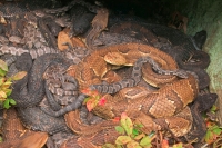 Timber Rattlesnakes- adults and newborn young