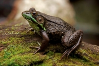 Green Frog - (Rana clamitans) - New York - U.S.A.
