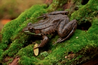 Green Frog - Rana clamitans - New York - USA