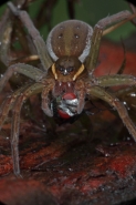 Raft Spider (Dolomedes spp) - Eating a fly - New York - USA