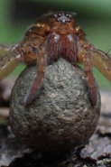 Raft Spider (Dolomedes spp) - New York - USA