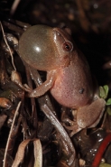 Spring Peeper (Pseudacris crucifer) - Calling - New York - USA