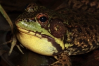 Green Frog (Rana clamitans) - New York - USA