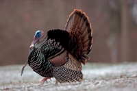 Wild Turkey (Meleagris gallopavo)- Male in display - New York