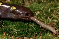 Spotted Salamander (Ambystoma maculatum) - New York - USA