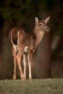 White-tailed Deer (Odocoileus virginianus) - New York - Doe