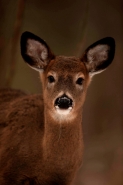 White-tailed Deer (Odocoileus virginianus) - New York - Doe