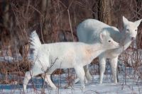 White-tailed Deer (White Color Phase) (Odocoileus virginianus) -