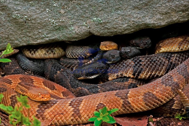 Timber Rattlesnakes (Crotalus horridus)- Gravid Females Basking-