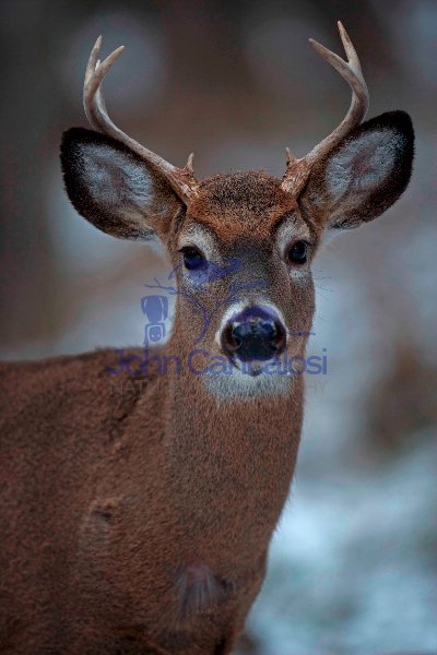 White-tailed Deer (Odocoileus virginianus) - New York - Young Bu