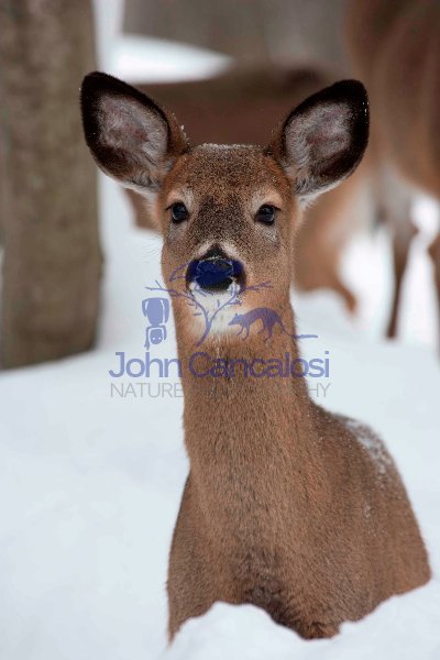 White-tailed Deer (Odocoileus virginianus) in Snow - New York