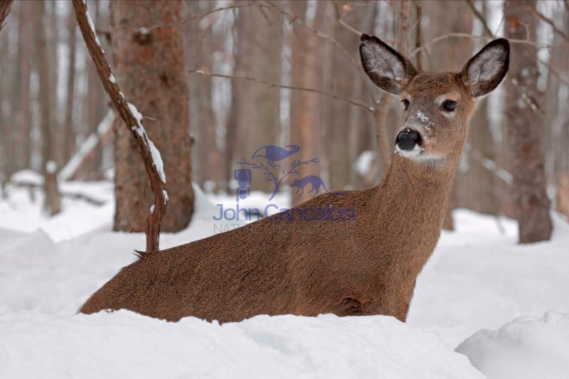 White-tailed Deer (Odocoileus virginianus) in Snow - New York