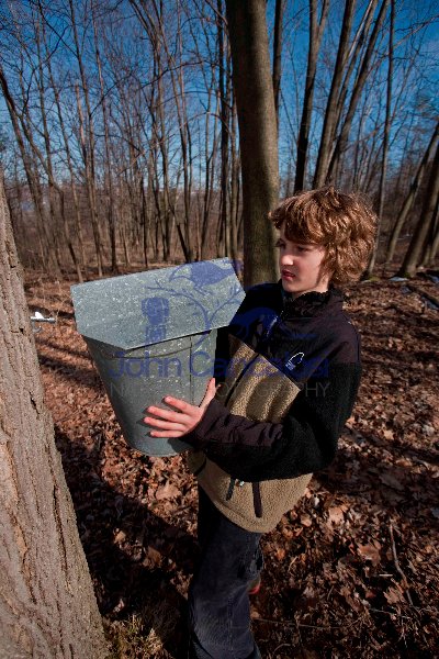 Boy Collecting Sap to Make Maple Syrup - Ithaca NY - USA