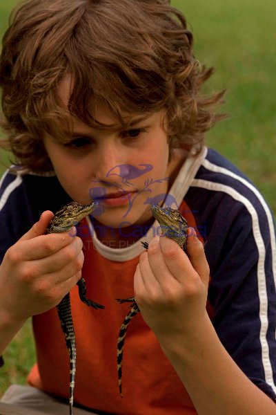 Boy Holding Young American Alligators (Alligator mississippiensi