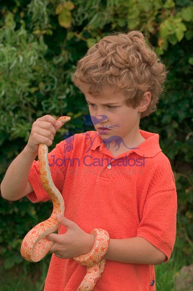 Boy holding Corn Snake