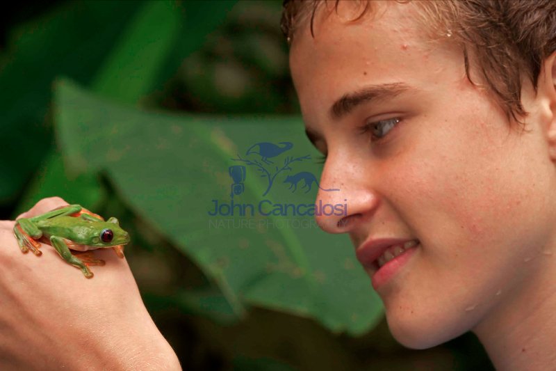 Boy with Gliding leaf frog- Agalychnis spurrelli  - Costa Rica