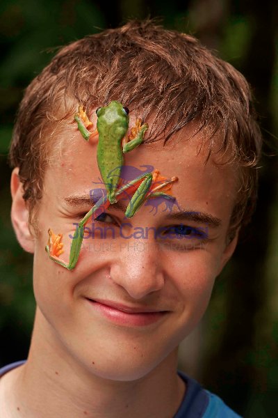 Boy with Gliding leaf frog- Agalychnis spurrelli  - Costa Rica