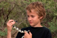 Boy holding Common Kingsnake (Lampropeltis getulus)-Arizona