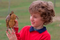 Boy holding Eastern Box Turtle (Terrapene carolina carolina) - M