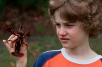 Boy holding Louisiana Crayfish (Procambarus clarkii) - Louisiana