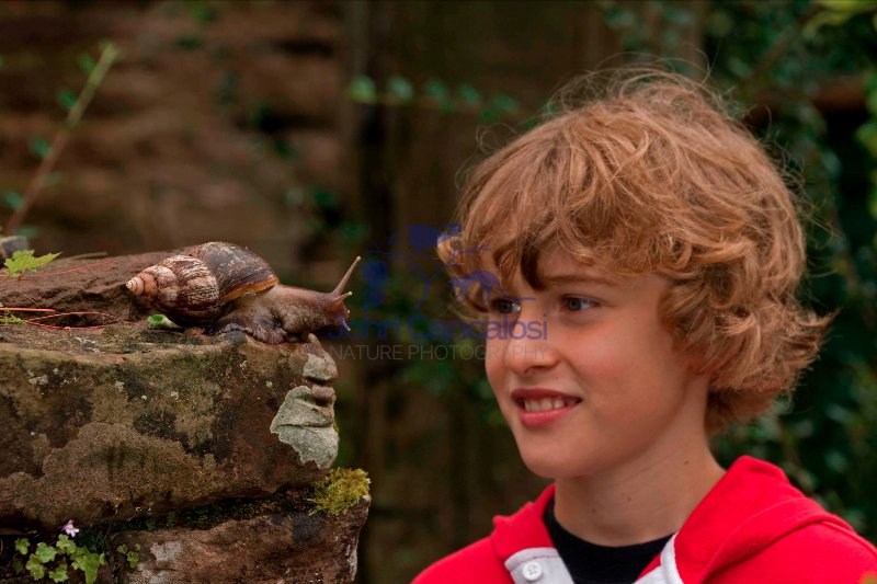 Boy Observing Giant African Land Snail - Captive - England - UK