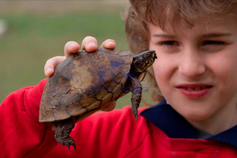 Boy holding Eastern Box Turtle (Terrapene carolina carolina) - M