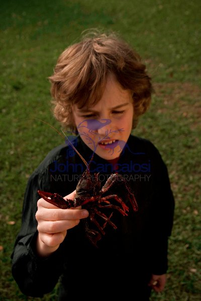 Boy holding Louisiana Crayfish (Procambarus clarkii) - Louisiana