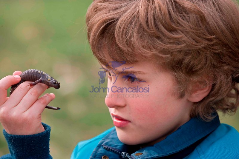 Boy and Spotted Salamander (Ambystoma maculatum) - NewYork