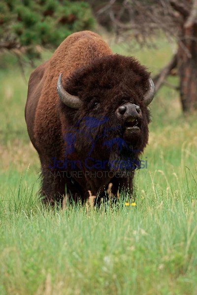 bison-1135plab