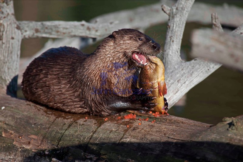 River Otter(s) - (Lutra canadensis) - Wyoming - Eating cutthroat