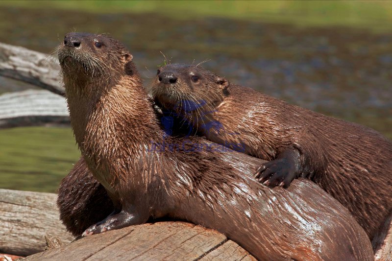 River Otter(s) - (Lutra canadensis) - Wyoming