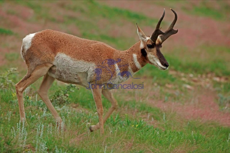 Pronghorn (Antelope) - Antilocapra americana - South Dakota