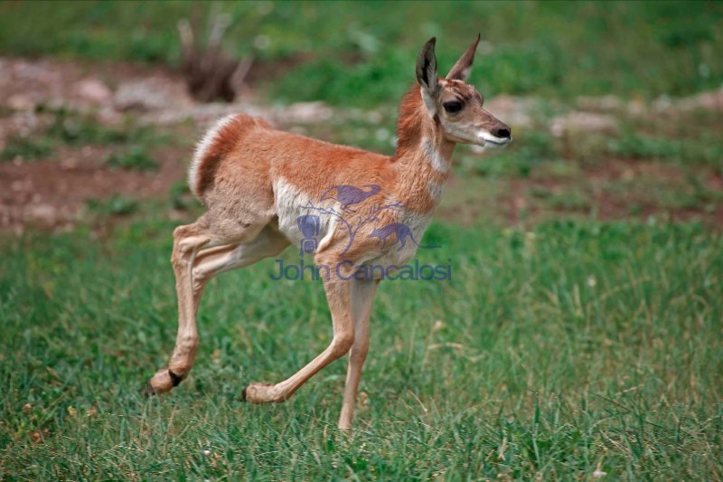 Pronghorn (Antelope) - Young -  Antilocapra americana - South Da