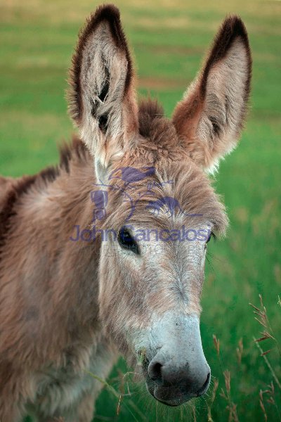 Feral Burro - (Donkey) - Equus asinus (Equus africanus asinus) -