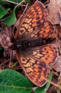 Uncompahgre Fritillary (Boloria acrocnema) - Colorado - USA