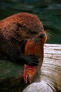 River Otter (Lutra canadensis) Wyoming-Eating Cutthroat Trout (O