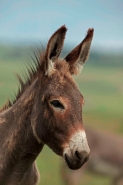 Feral Burro - (Donkey) - Equus asinus (Equus africanus asinus) -