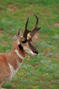 Pronghorn (Antelope) - Antilocapra americana - South Dakota