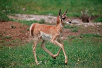 Pronghorn (Antelope) - Young -  Antilocapra americana - South Da