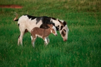 Feral Burro - (Donkey) - Equus asinus (Equus africanus asinus) -