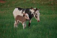 Feral Burros (Donkeys) Mother and Young  - South Dakota