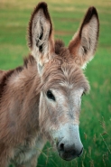 Feral Burro - (Donkey) - Equus asinus (Equus africanus asinus) -