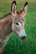 Feral Burro - (Donkey) - Equus asinus (Equus africanus asinus) -