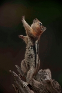 Golden-mantled ground squirrel - Spermophilus lateralis - Montan