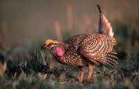 Sharp-tailed Grouse (Tympanuchus phasianellus)