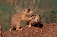 White-tail Prairie Dog (Cynomys gunnisoni) Young Colorado