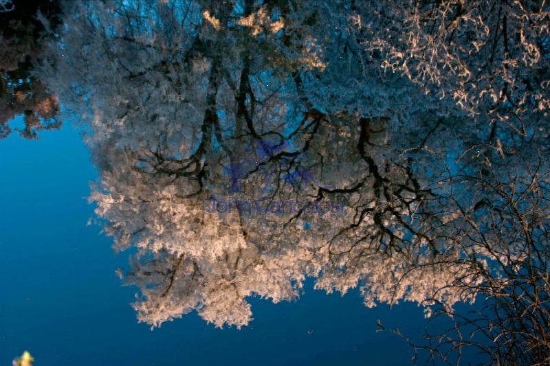 Reflection of Hoarfrost on trees - Warwickshire England