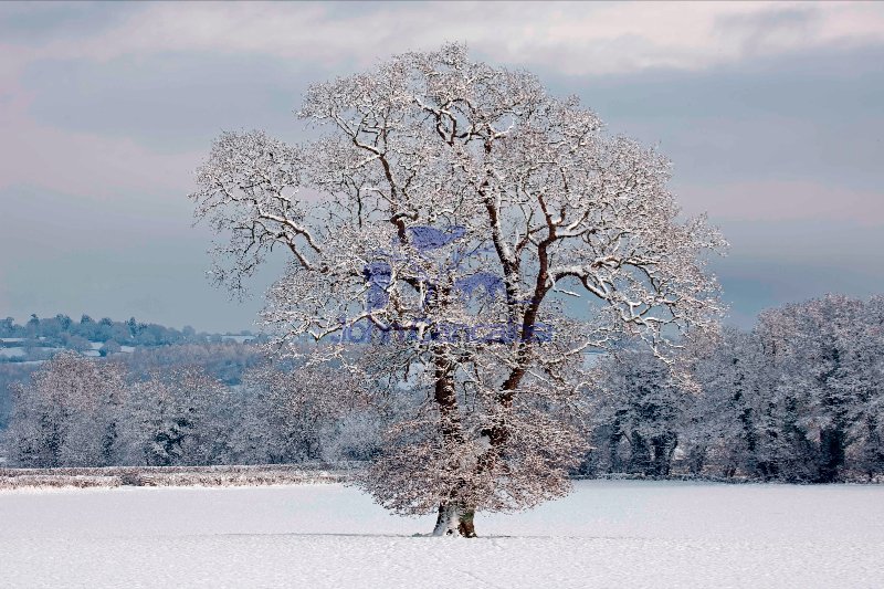 Winter scene - Snow on mature oak (Quercus) - Hereforeshire - UK