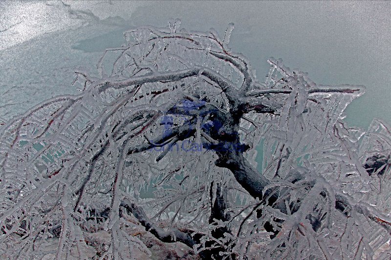 Ice-covered Tree near Niagara Falls - Canada