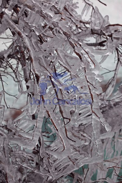 Ice-covered Branches - New York USA
